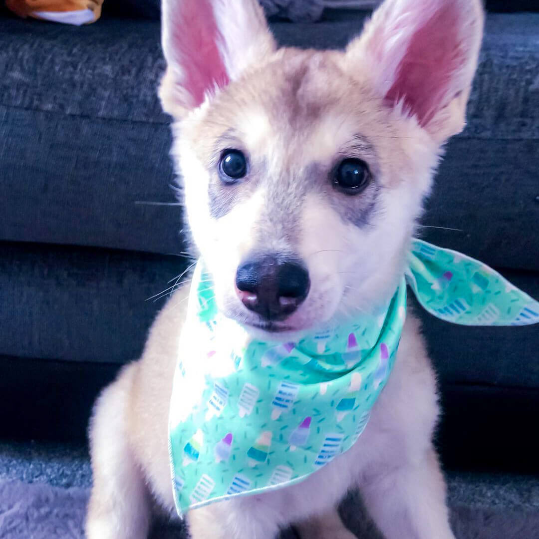Mint Freeze - Dog Bandana