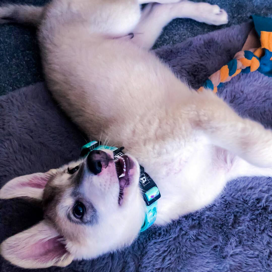 Mint Freeze - Dog Collar