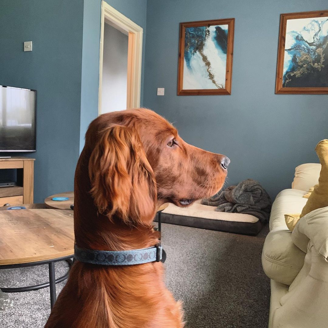 Once in a Blue Moon - Collar Dog Digs 