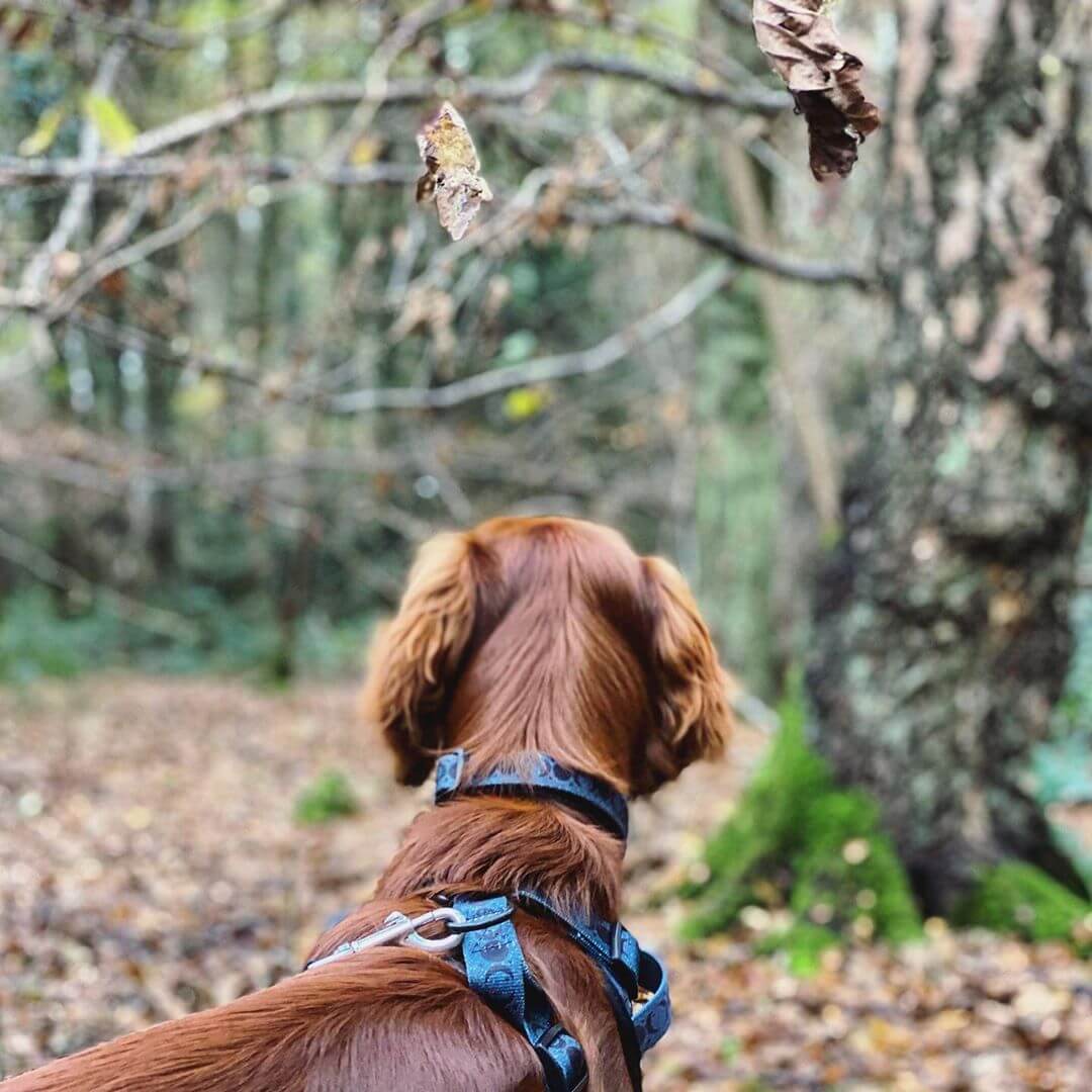 Once in a Blue Moon - Collar Dog Collar Dog Digs 