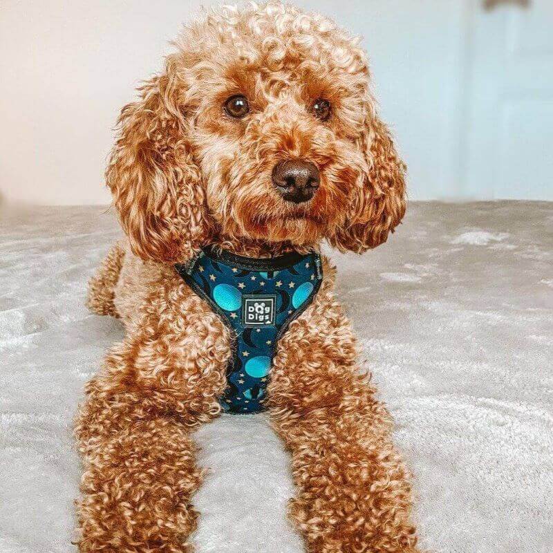 Once in a Blue Moon - Moon and Stars Pattern - Adjustable Dog Harness