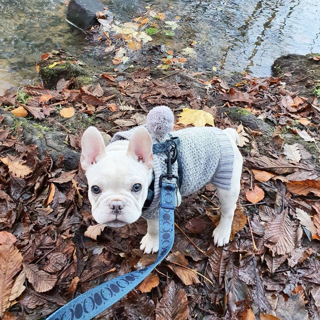 Once in a Blue Moon - Lead Dog Digs 