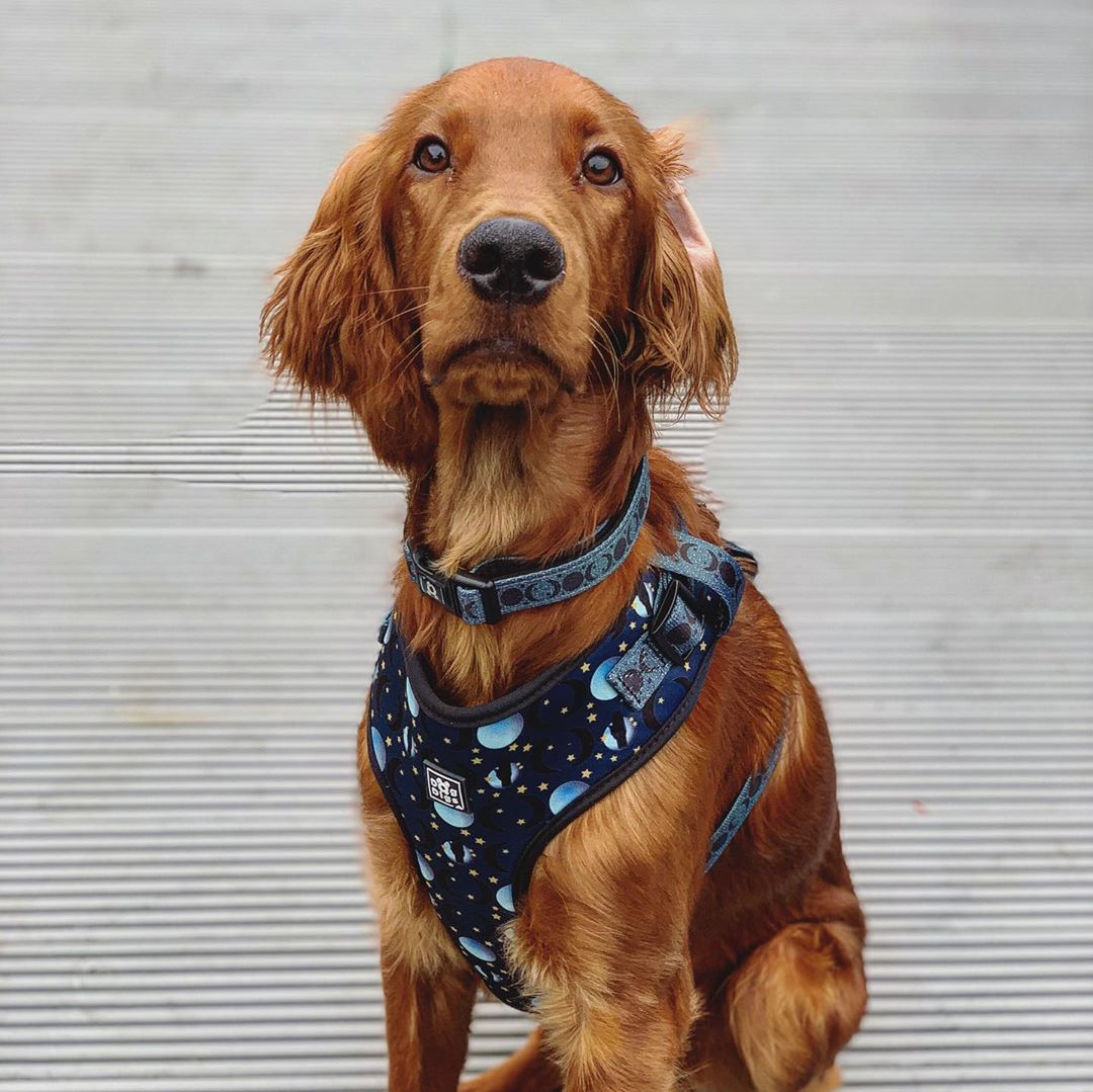 Once in a Blue Moon - Harness Harness Dog Digs 