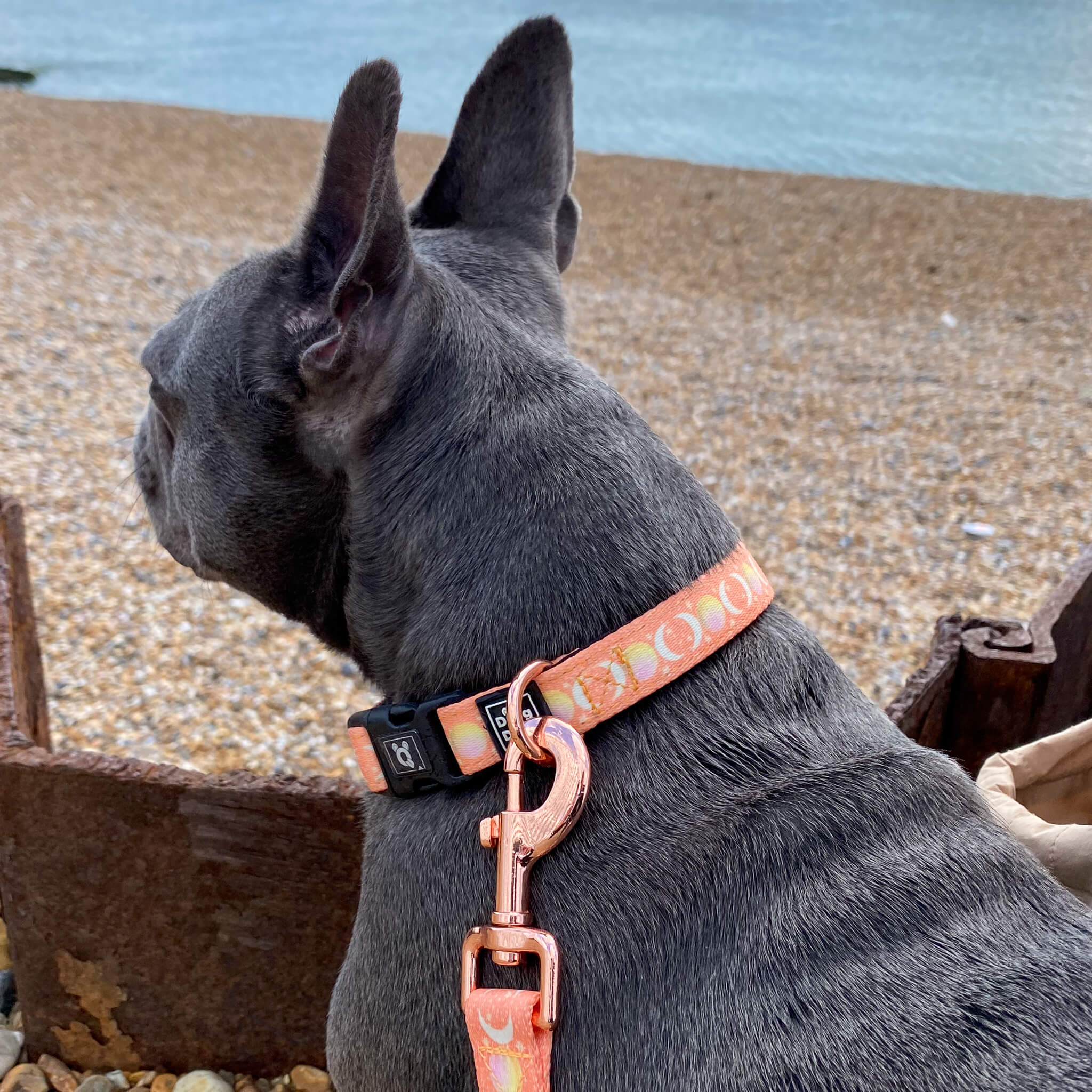 Peach Dreams - Dog Collar