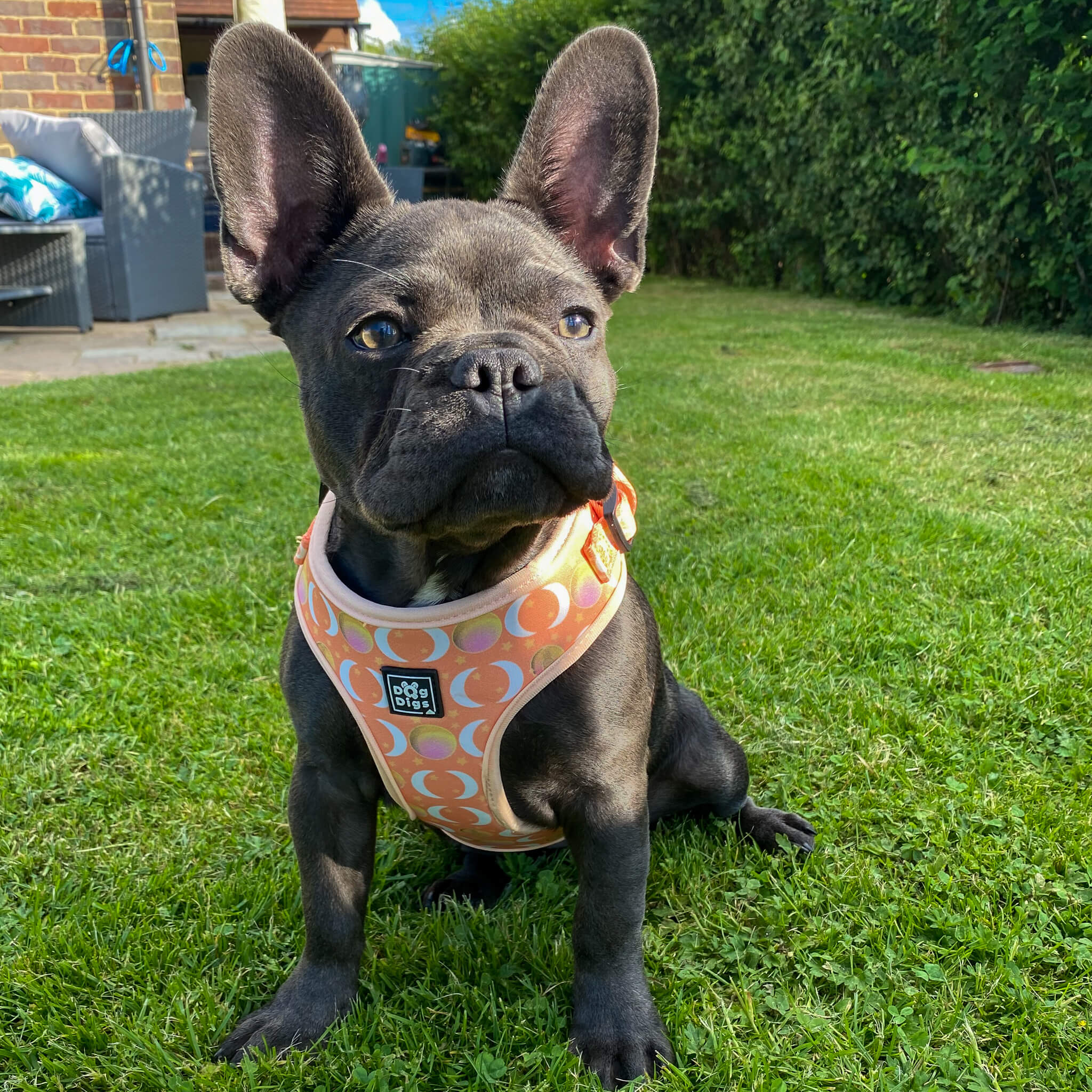 Peach Dreams - Moon and stars print - Adjustable Dog Harness