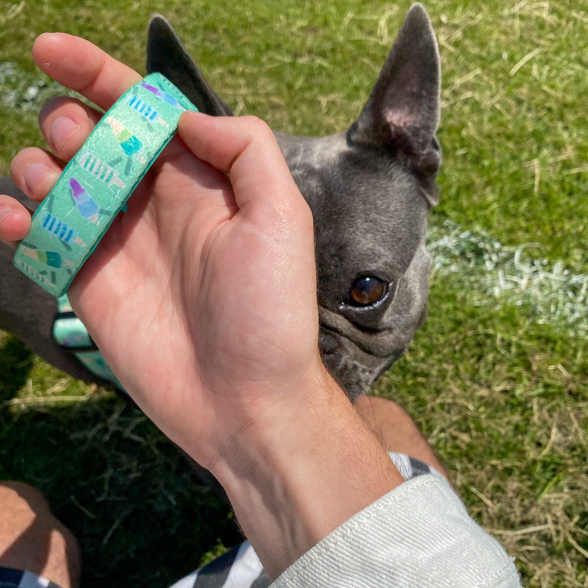 Mint Freeze - Dog Lead