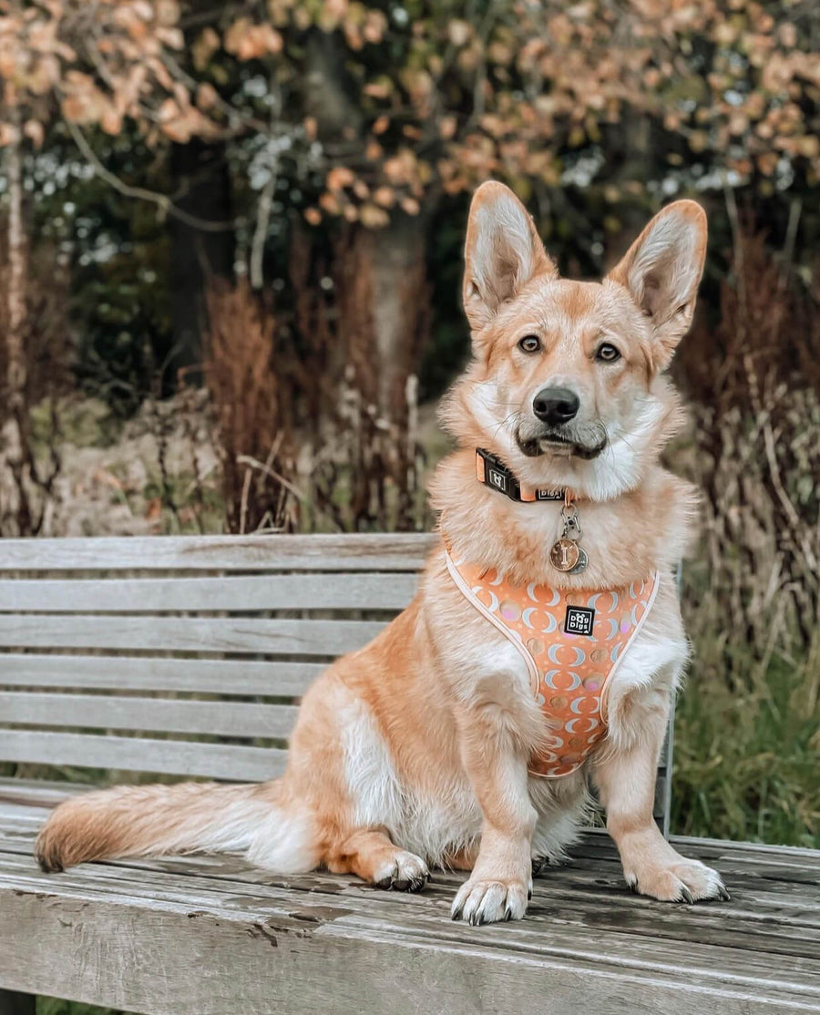 Peach Dreams - Harness & Lead bundle