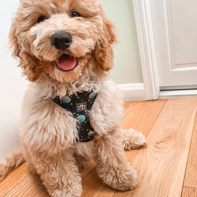 Once in a Blue Moon - Moon and Stars Pattern - Adjustable Dog Harness