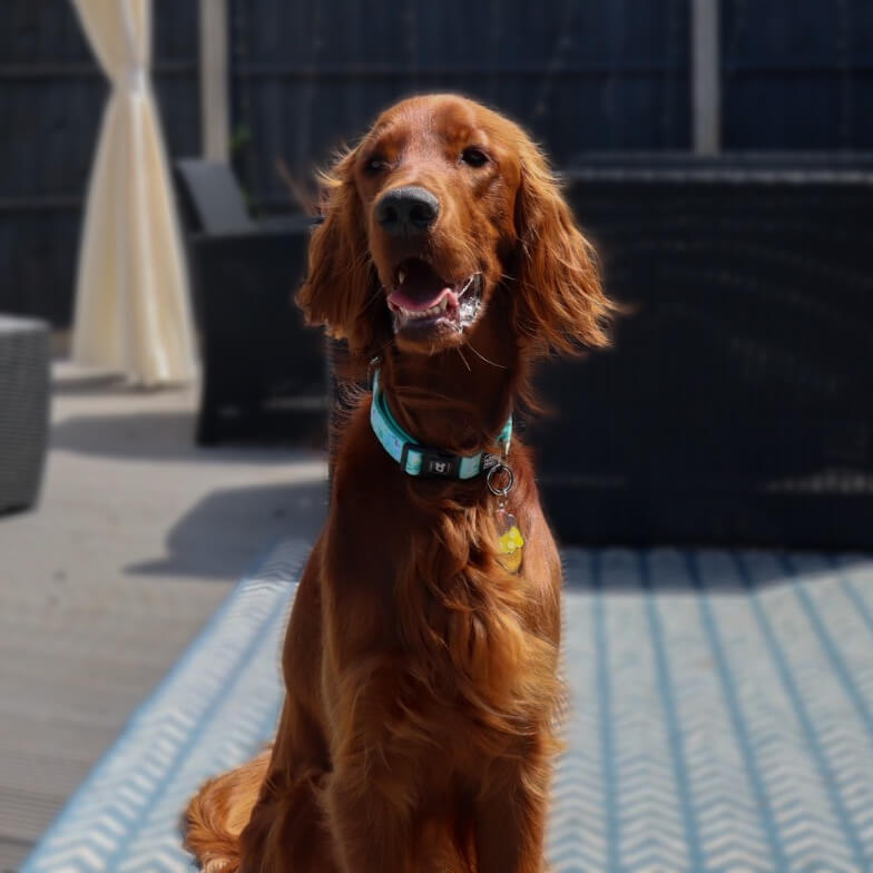 Mint Freeze - Dog Collar