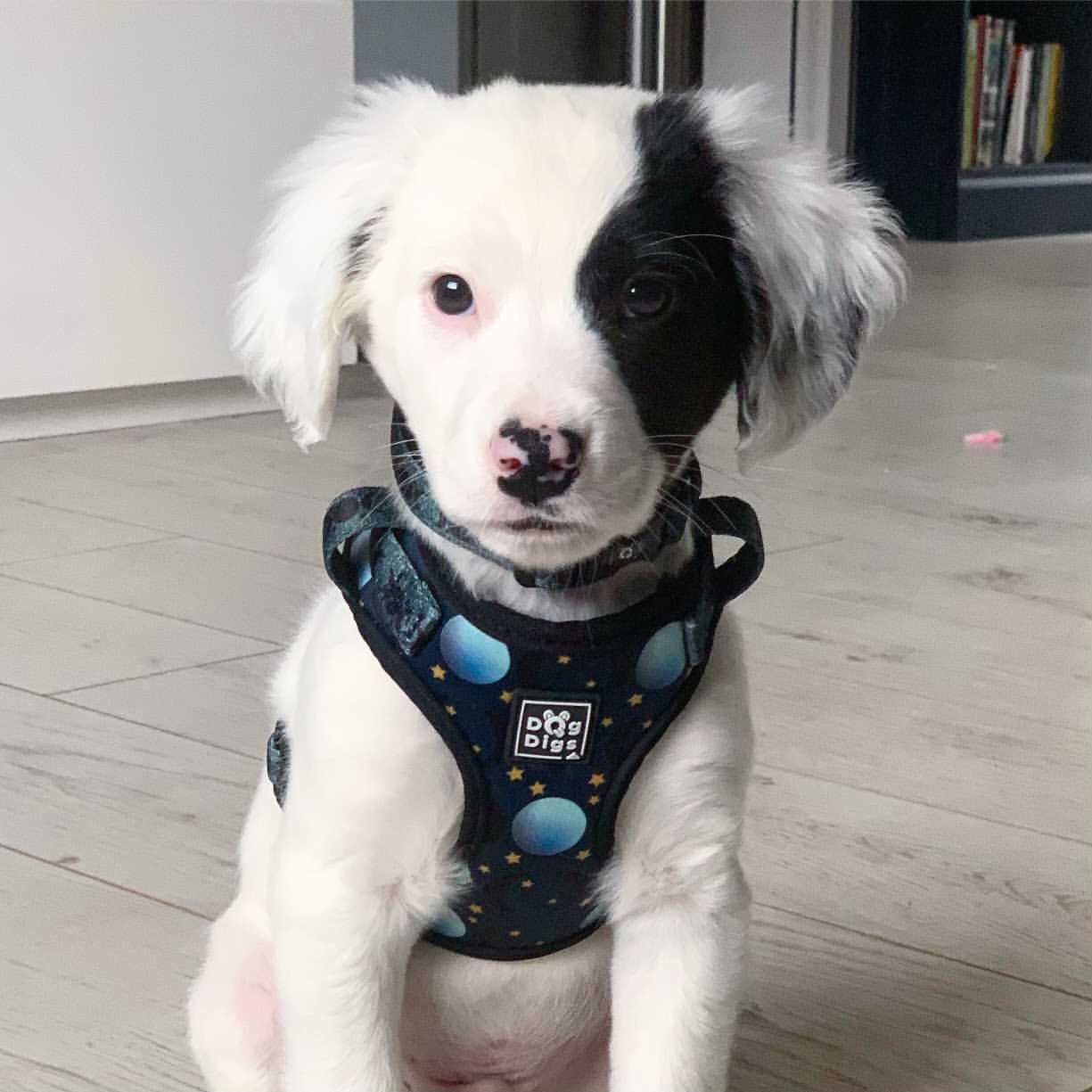 Once in a Blue Moon - Harness Dog Harness Dog Digs 