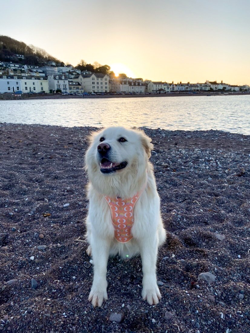 Peach Dreams - Harness & Lead bundle