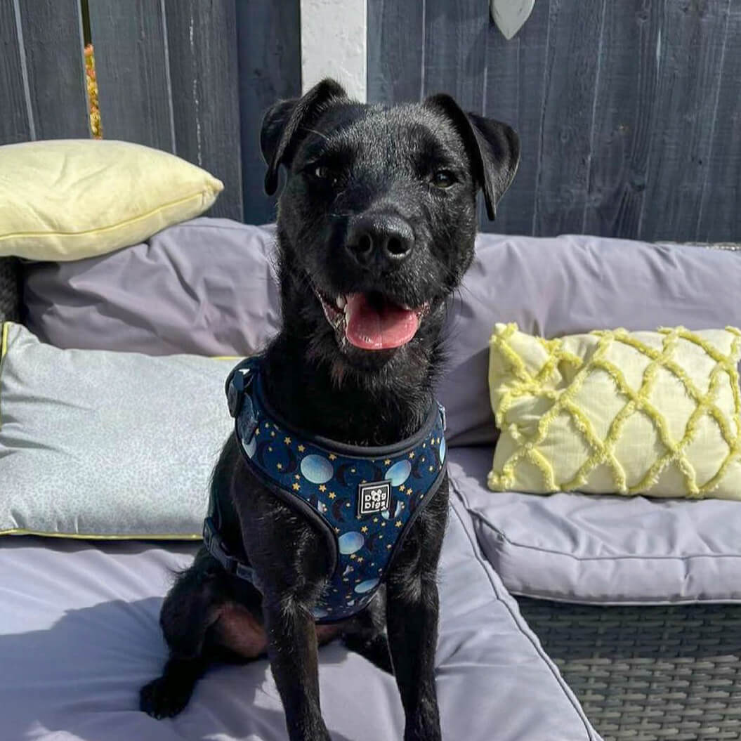 Once in a Blue Moon - Moon and Stars Pattern - Adjustable Dog Harness