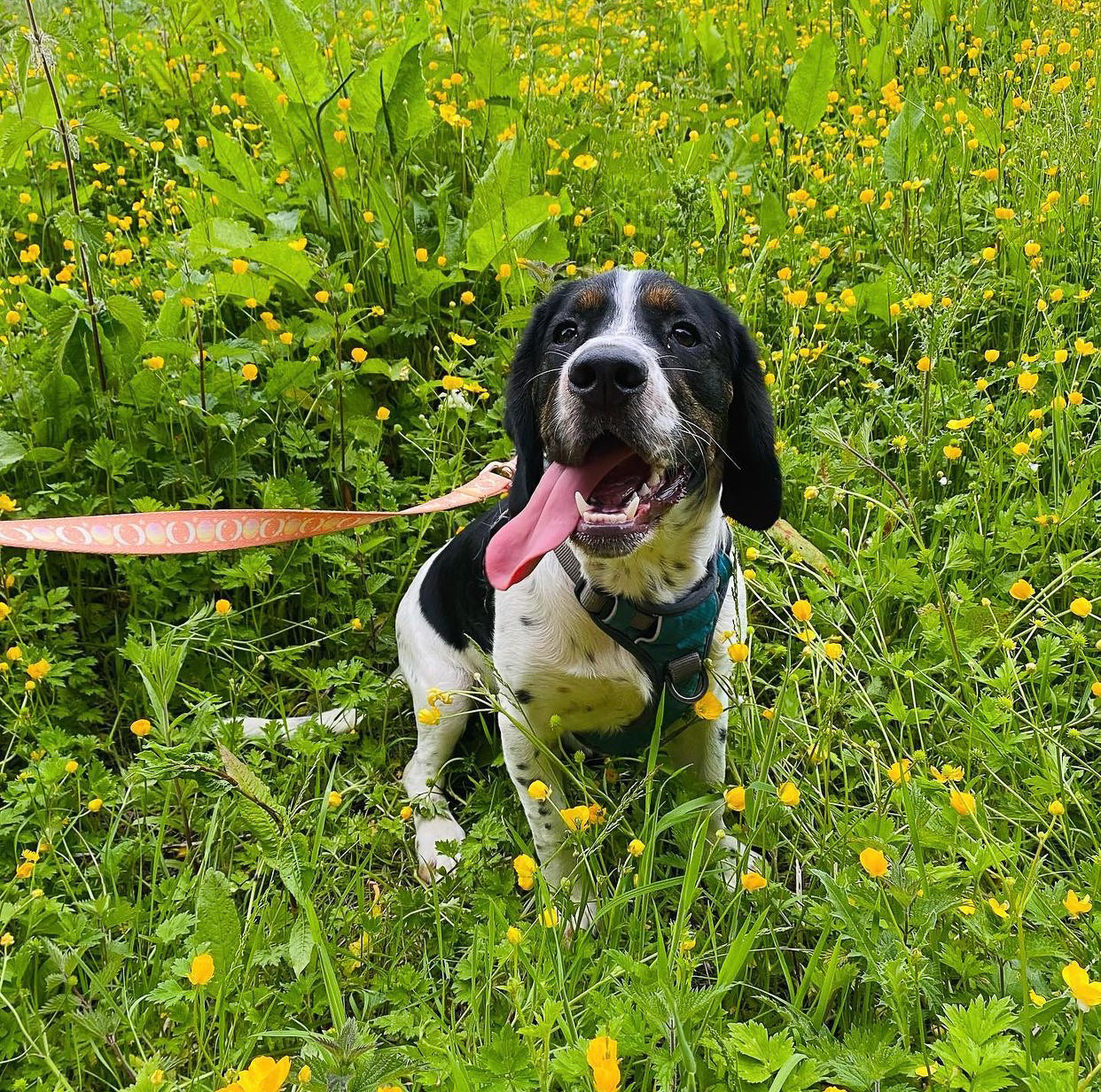 Peach Dreams - Dog Lead