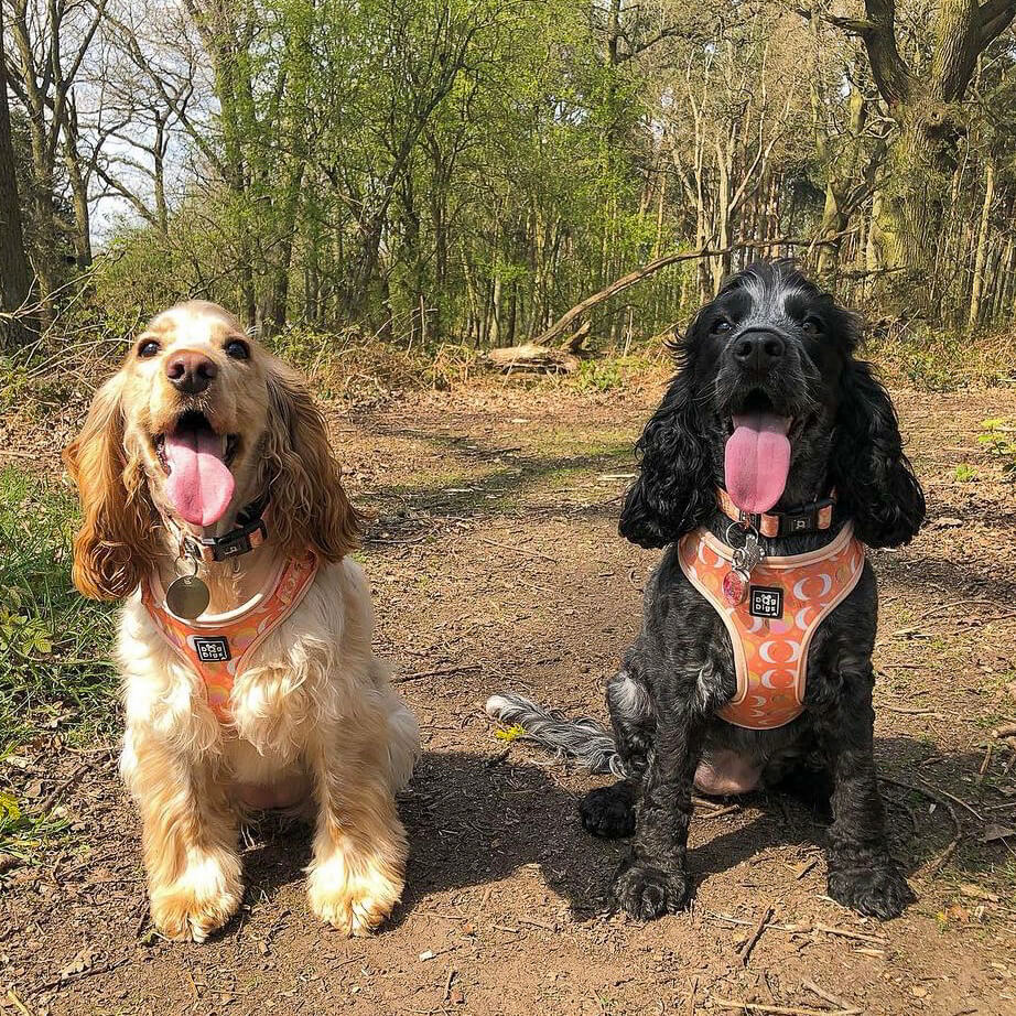 Peach Dreams - Moon and stars print - Adjustable Dog Harness