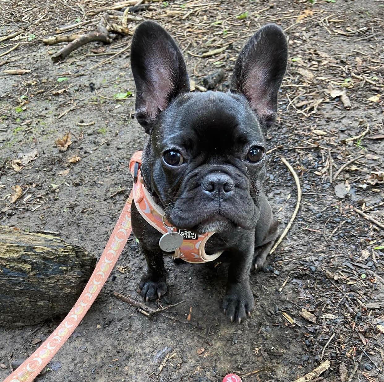 Peach Dreams - Dog Lead