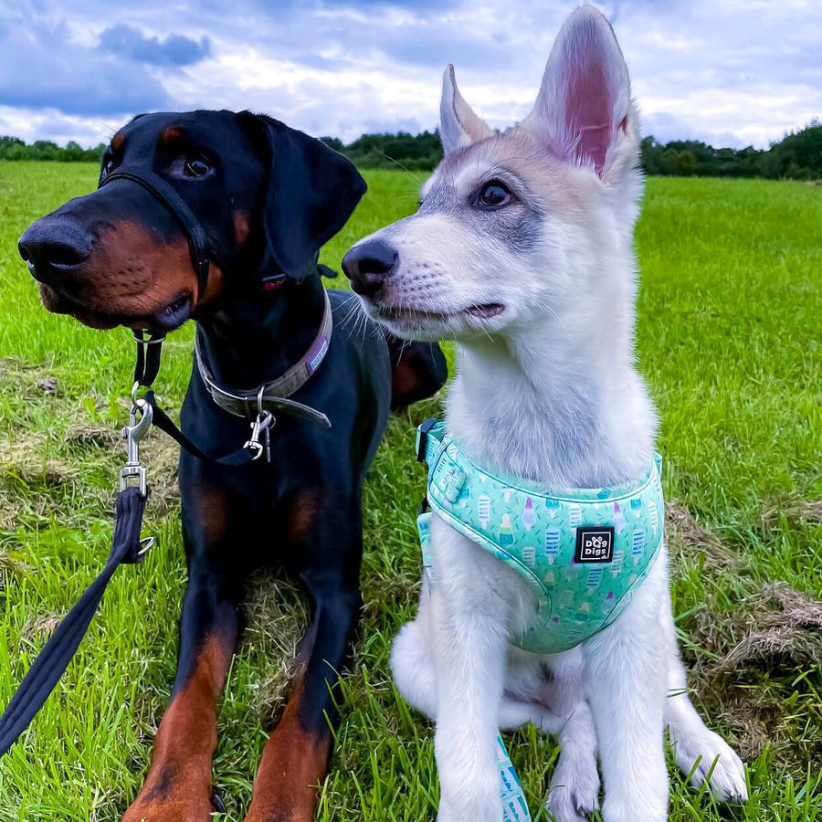 Mint Freeze - Harness & Lead bundle