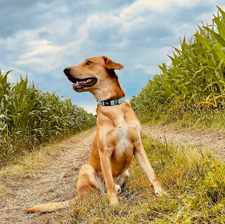 Mint Freeze - Dog Collar