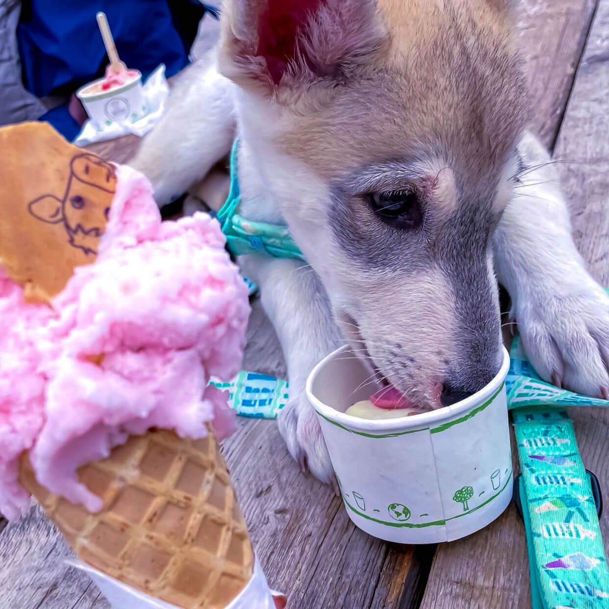 Mint Freeze - Dog Lead