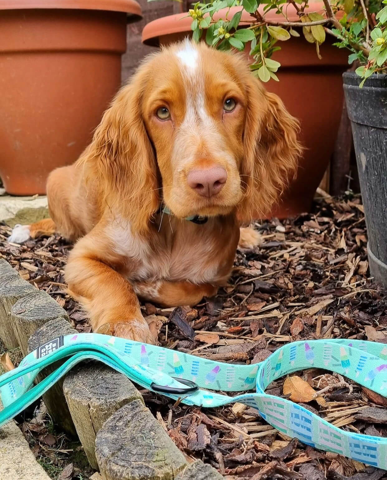 Mint Freeze - Dog Lead